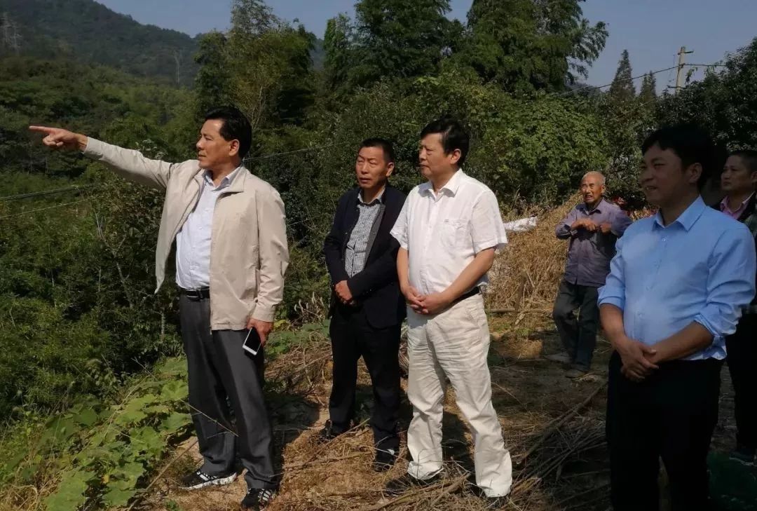 桐城汪革新最新消息,桐城汪革新最新消息，观点论述