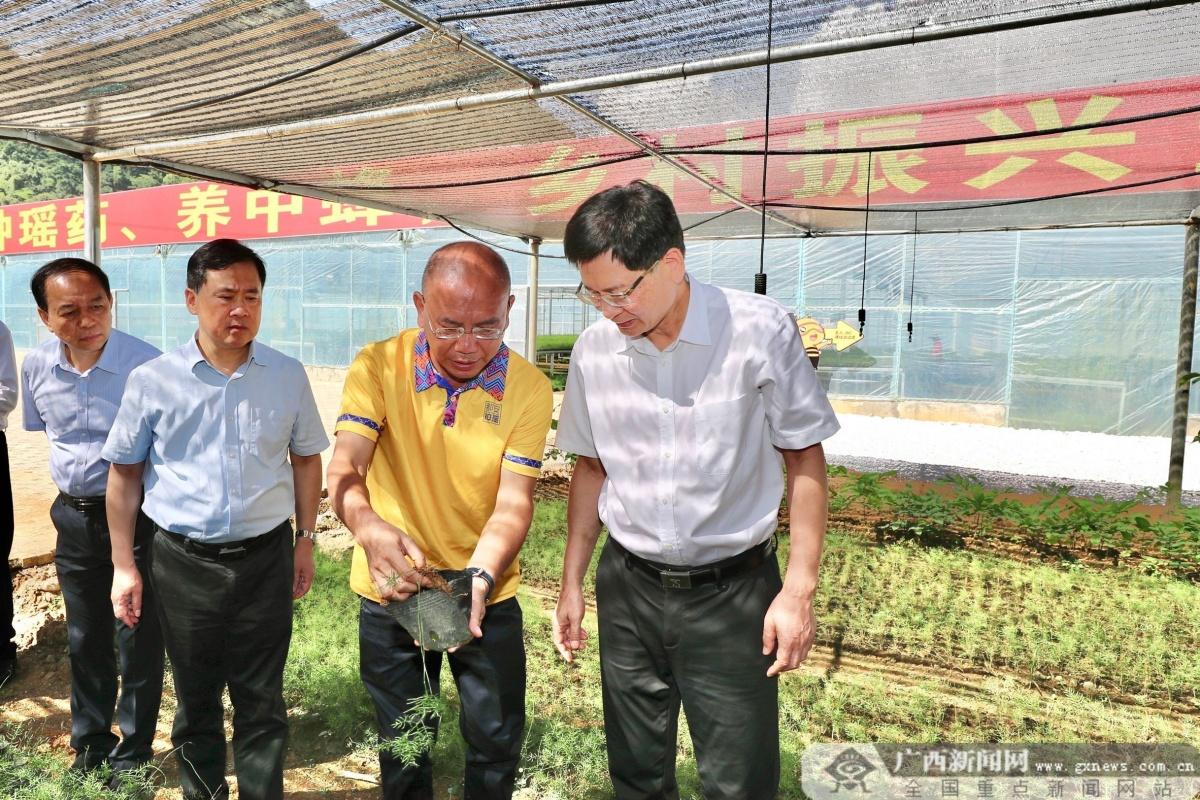 都安新闻最新动态，小城里的温馨日常故事