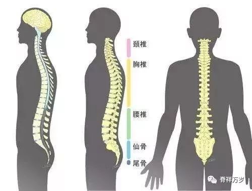 腰椎最新研究揭秘，小巷深处的健康奥秘