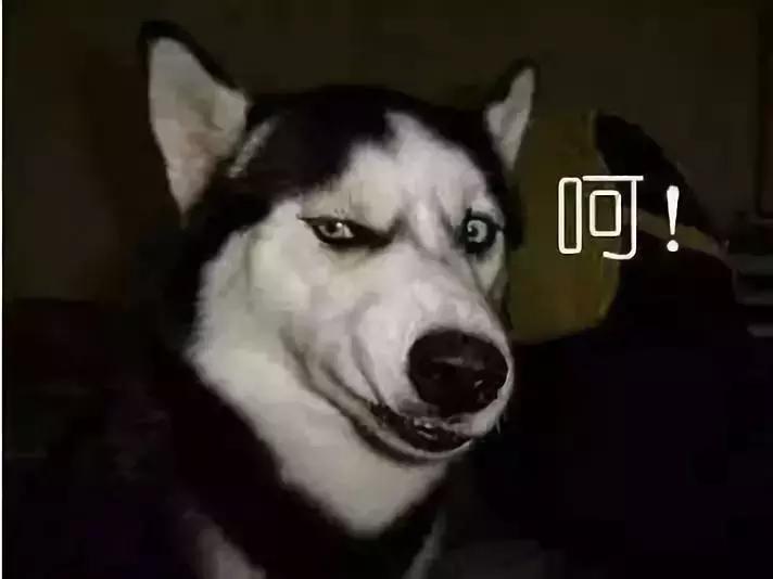 深度探讨韩剧狗的最新魅力与争议焦点