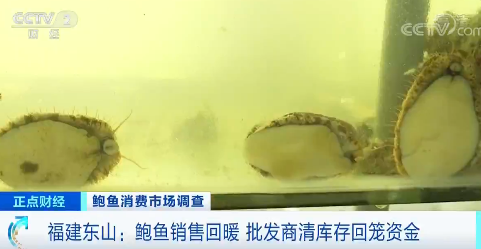福建鲍鱼行情探秘，小巷中的鲍鱼奇缘