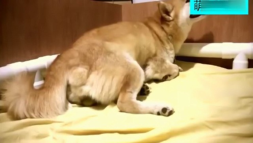 白酒 第234页